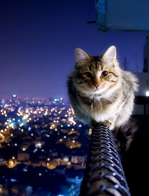 Courageous cat Courageous cat