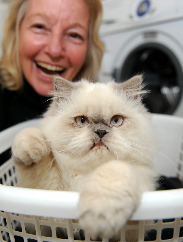 Cat wash Cat wash