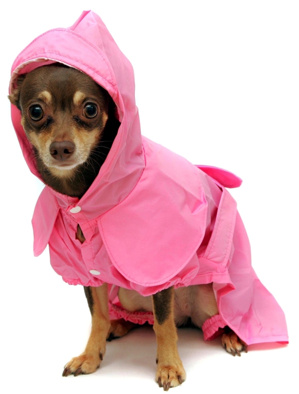 Dog in pink Dog in pink
