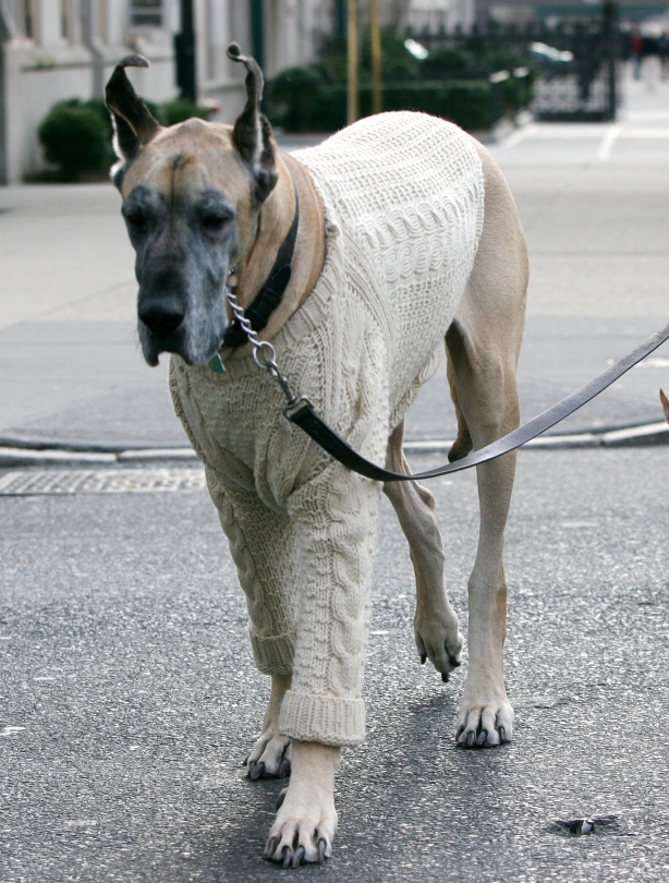 Upper East Side dog Upper East Side dog