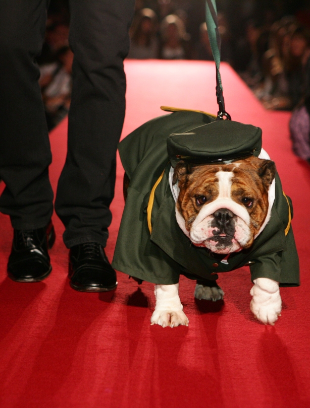 Dogs in clothes Dogs in clothes