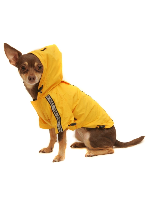 Dogs in clothes Dogs in clothes