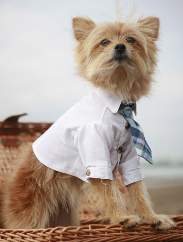 Posh pooch Posh pooch