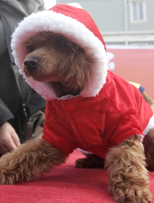 Santa's little helper Santa's little helper