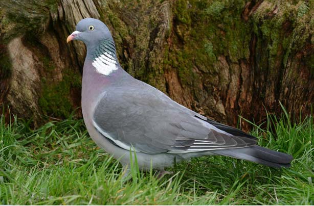 Top 10 British birds Top 10 British birds