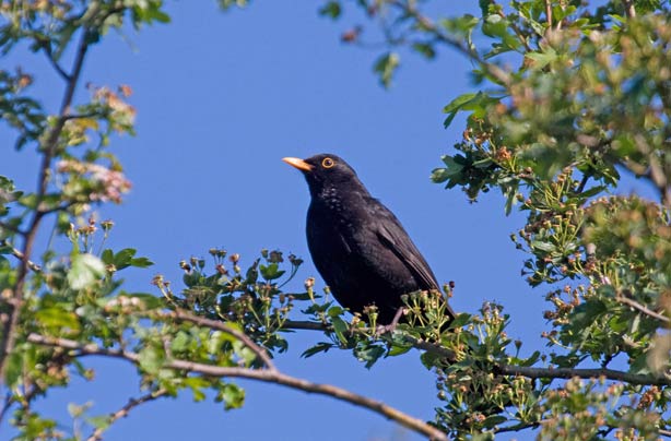 Top 10 British birds Top 10 British birds