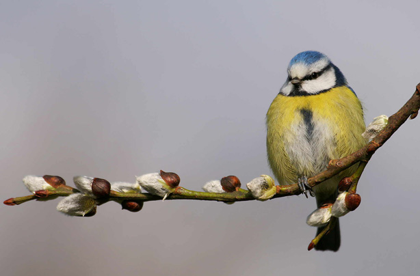 Top 10 British birds Top 10 British birds
