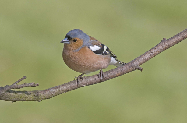 Top 10 British birds Top 10 British birds