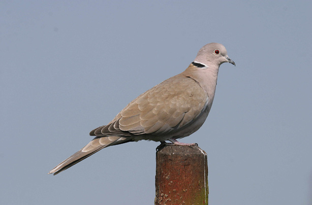 Top 10 British birds Top 10 British birds
