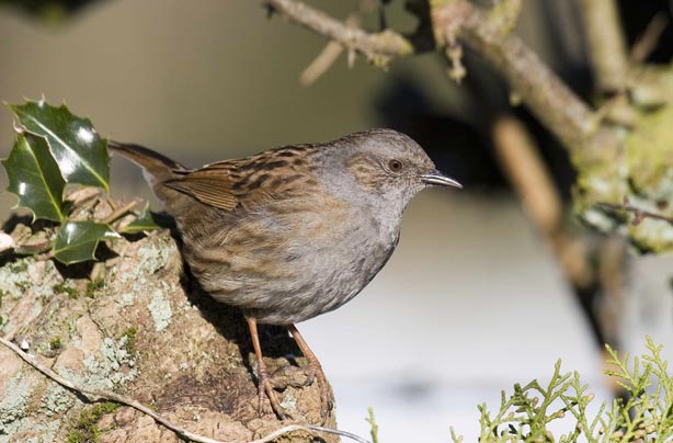 Top 10 British birds Top 10 British birds