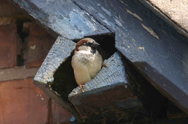 Top 10 British birds Top 10 British birds