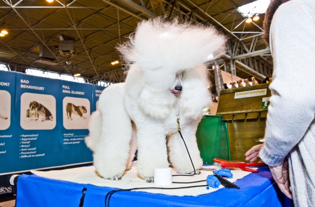 Crufts 2012 Crufts 2012