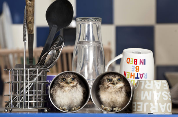 Adorable owls Adorable owls