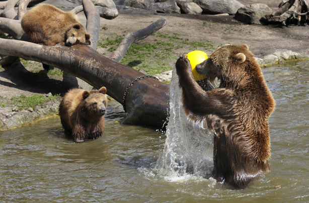 Bears having a ball Bears having a ball