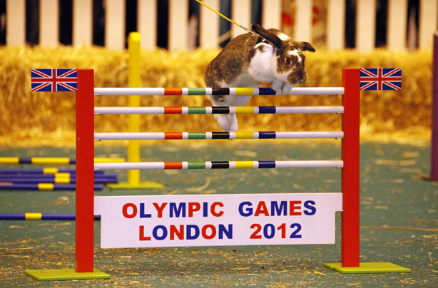 Rabbit show jumping Rabbit show jumping