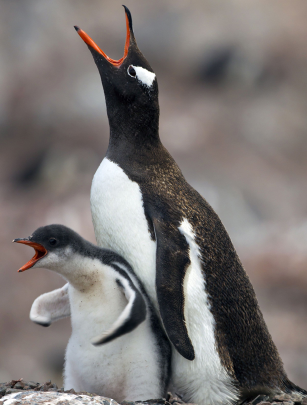 Penguins Penguins