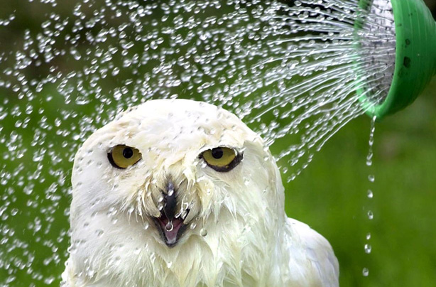 Funny animals Funny animals
