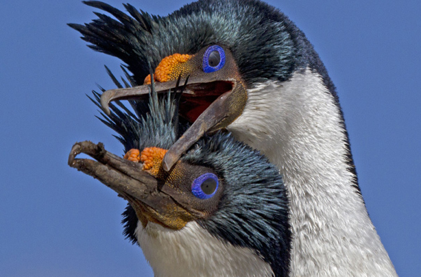 King cormorants in love King cormorants in love