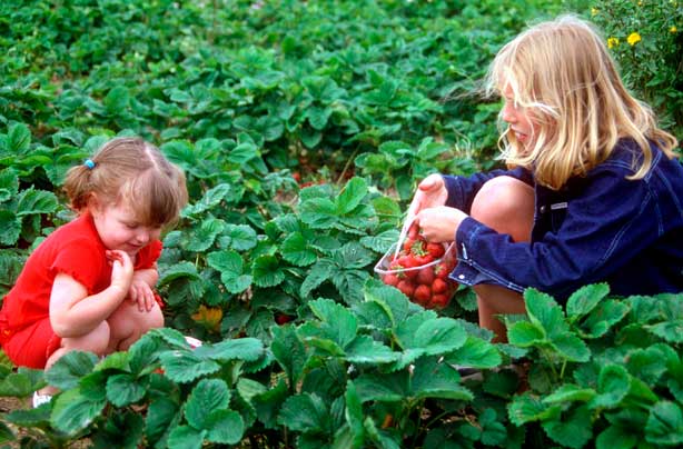 Children picking strawberries