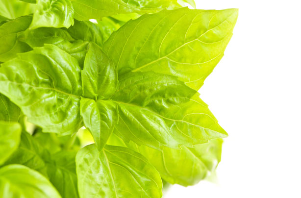 Basil boosts sun protection Basil boosts sun protection