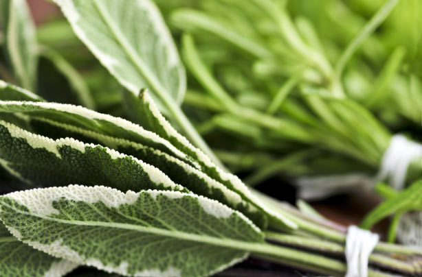 Fresh greens boost sun protection Fresh greens boost sun protection