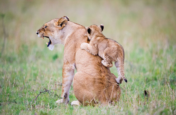 Lion in love bite roar Lion in love bite roar