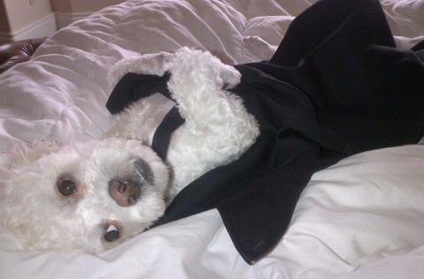 Victoria Beckham's dog Victoria Beckham's dog