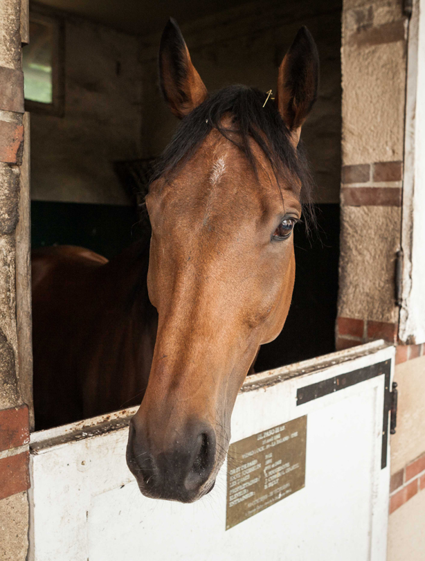 Horse Horse