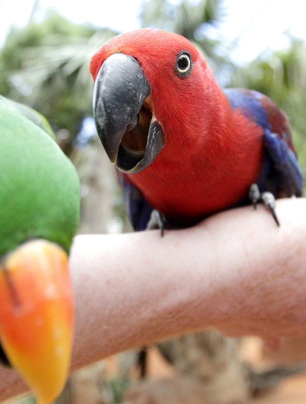 Parrot Parrot