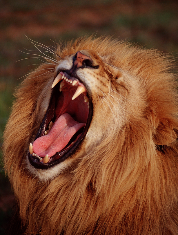 Lion Lion