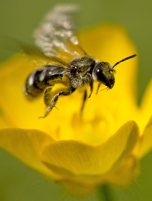 Bee Bee