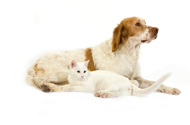 Dog and cat Dog and cat