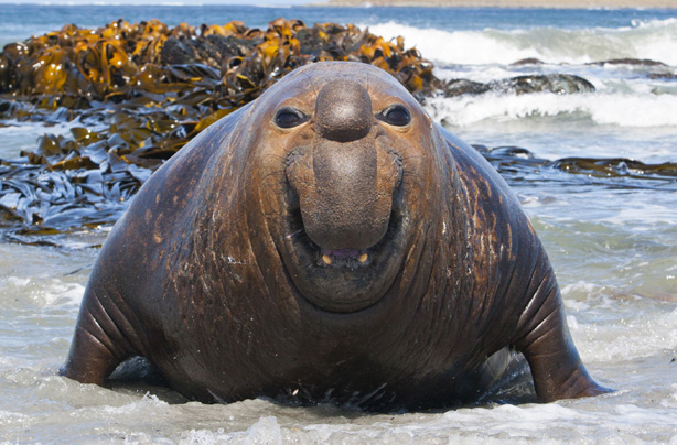 Funny animal pics 