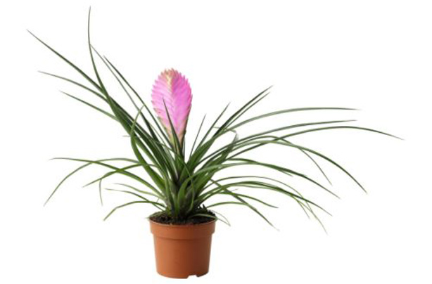 Plant: Brighten up your home for under a fiver Plant: Brighten up your home for under a fiver