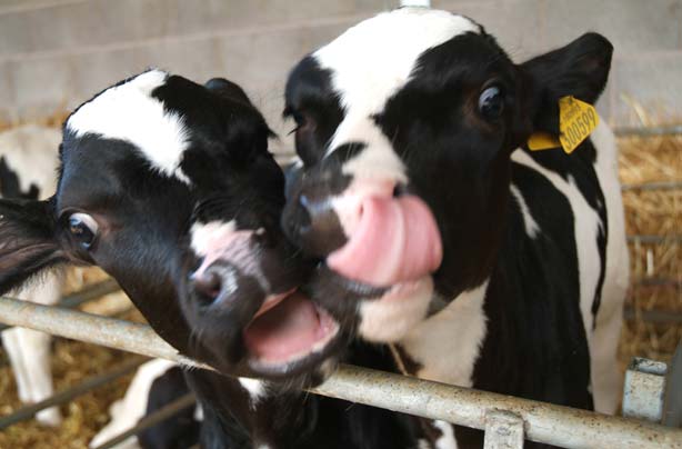 Free farms to visit in the UK