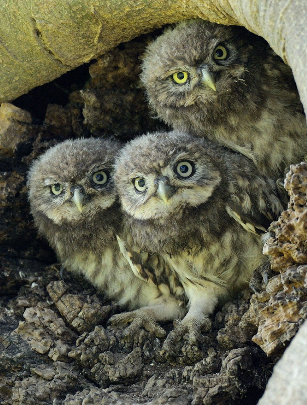 Baby owls Baby owls