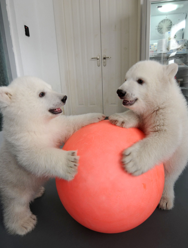 Polar bears Polar bears