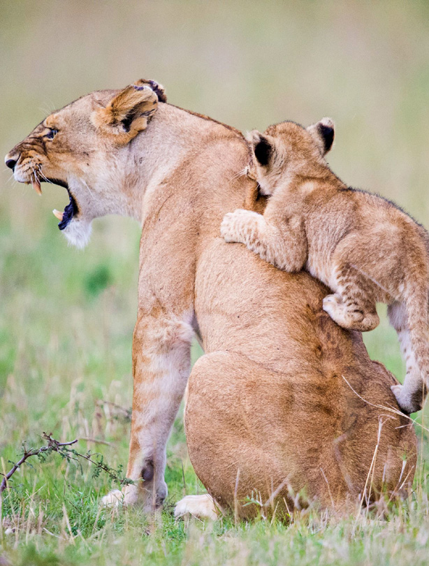 Lions Lions