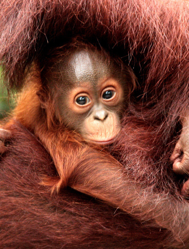 Rescued orangutan Rescued orangutan