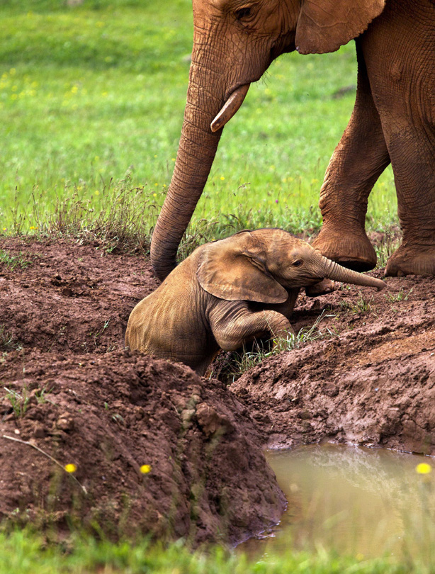 Baby elephant Baby elephant
