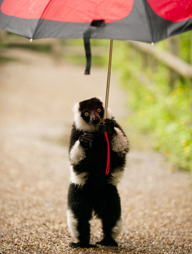 Lemur Lemur