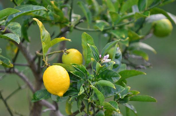 Lemons Lemons