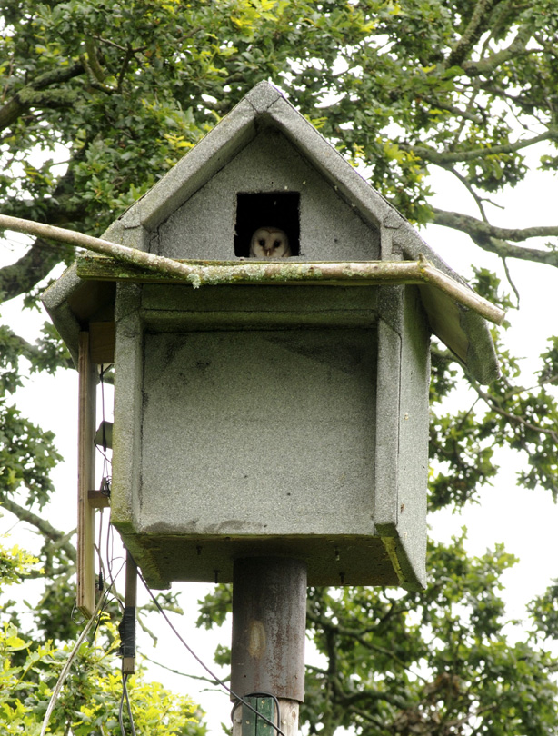 Owl Owl