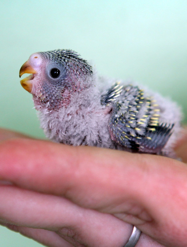 Bird Bird