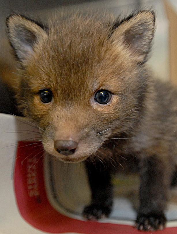 Fox Fox