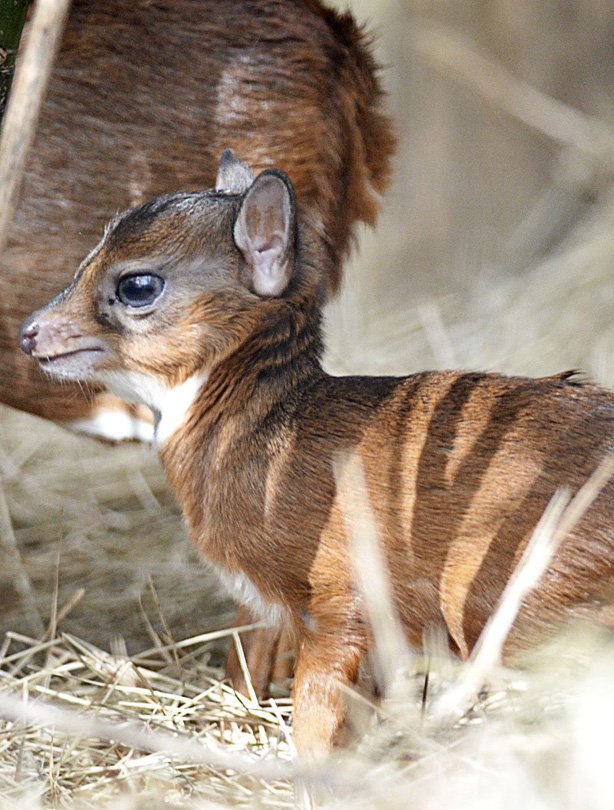 World's smallest antelope World's smallest antelope