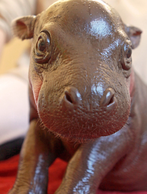 Prince Harry the hippo Prince Harry the hippo