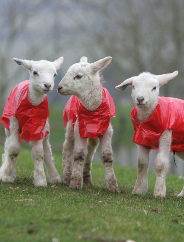 Lambs Lambs