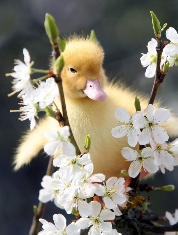 Duckling Duckling