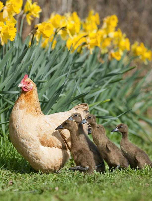 Hen and ducklings Hen and ducklings